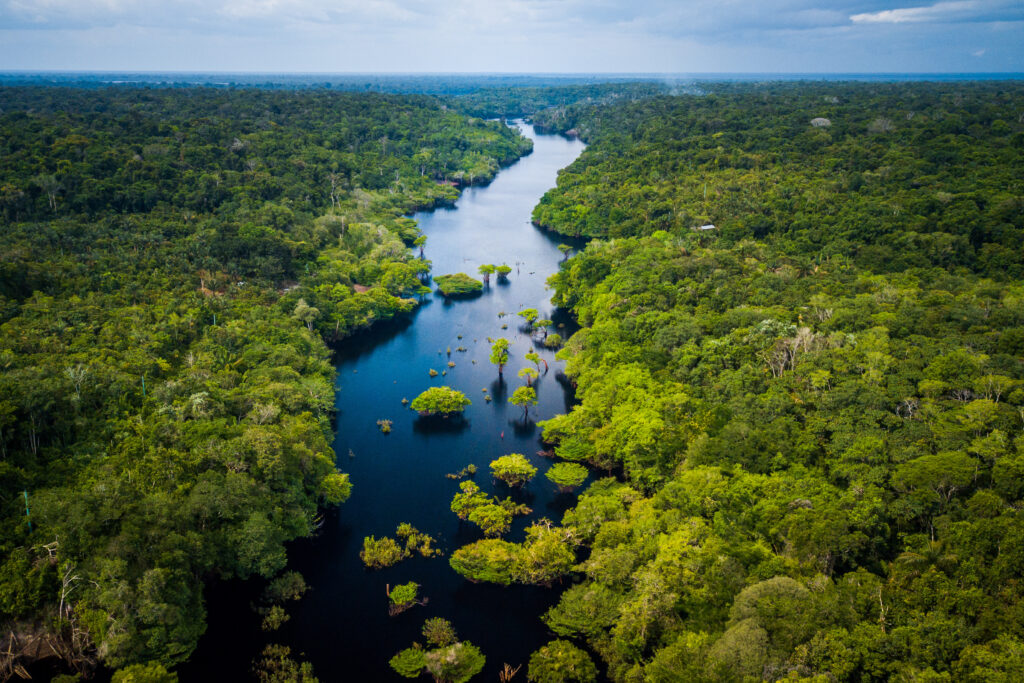 Amazon Rainforest in Anavilhanas National Park, Amazonas - Brazi