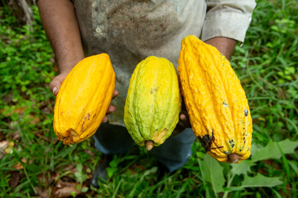 Fresh cocoa fruit close up in hand of chocolate producer on farm in Amazon forest, Brazil. Concept of super food, ecology, agriculture, nature, ingredient. Theobroma cacao.