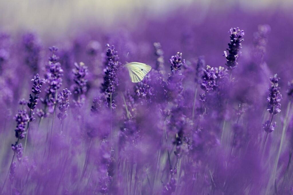 lavender-4186957_1920